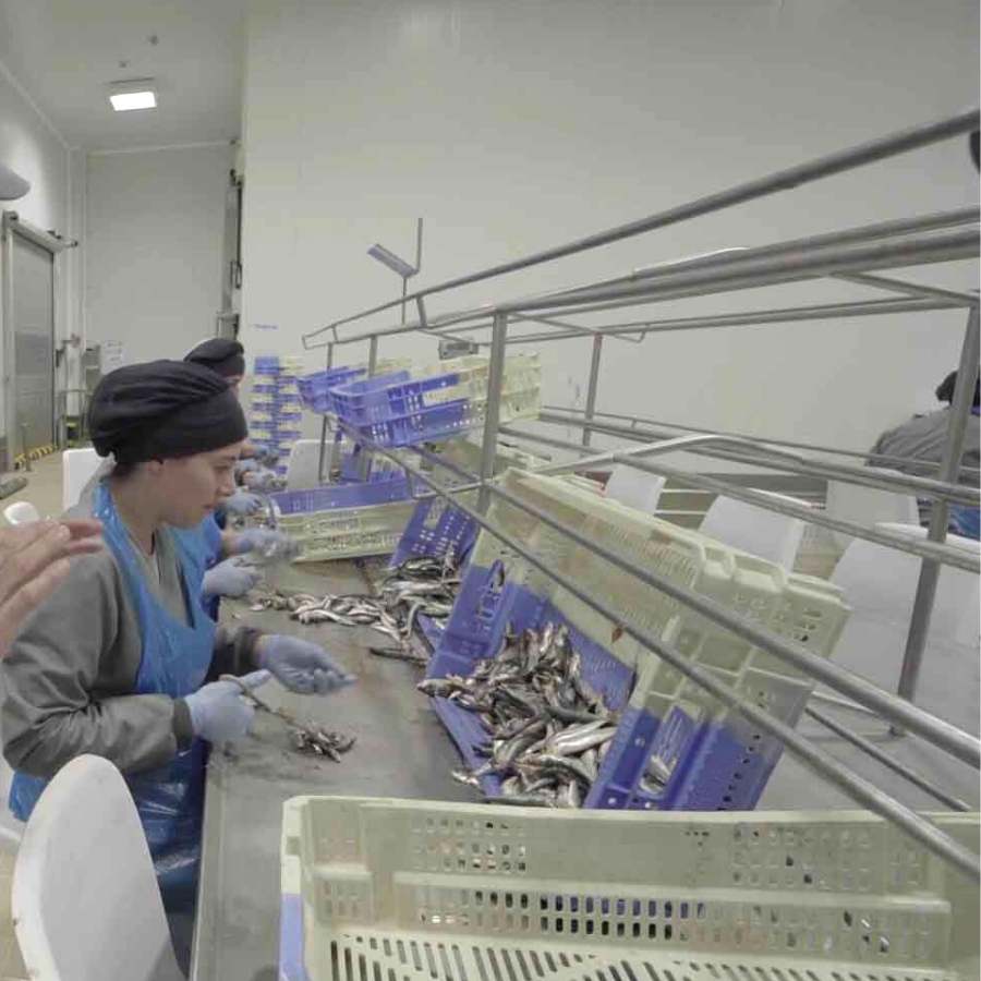 limpieza de sardinas para enlatado